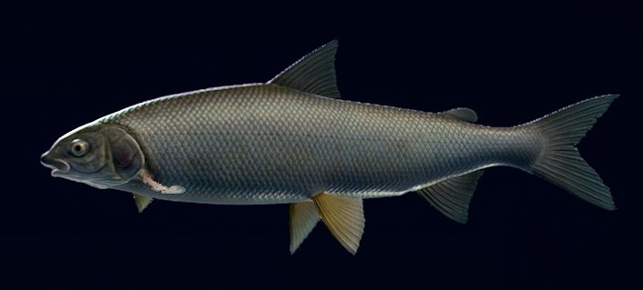 Call of the Wild: The Angler Fish Species Guide (Resumen por mapas)